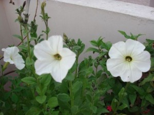 WHITE PETUNIA FLOWERS