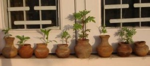 FLOWERS IN SMALL MATKI POTS