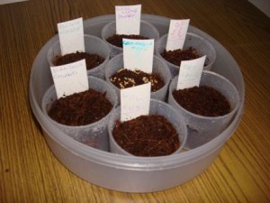 sowing-seeds-indoors