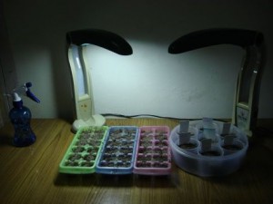 sowing-seeds-indoors-grow-lights