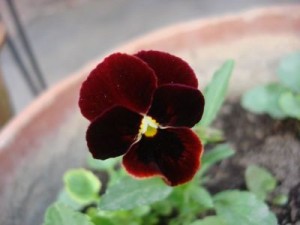 PANSY FROM SEED