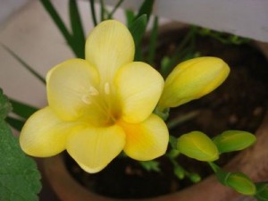 GROW FREESIA INDIA
