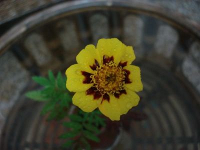 INDIAN GARDEN BLOG #2