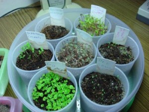 SOWING SEEDS PLASTIC CONTAINER