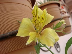 alstroemeria-peruvian-lily-punjab