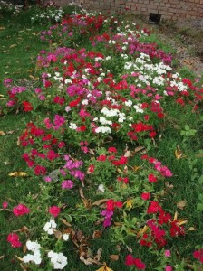 dianthus-in-ground-punjab
