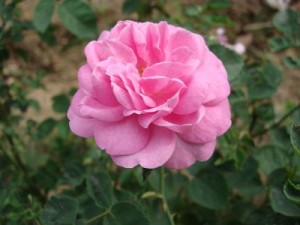 pink-roses-bush-punjab