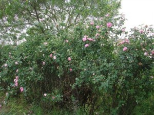 pink-roses-bush-punjab