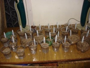 seed-sowing-indoors