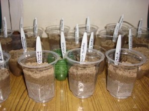 seed-sowing-plastic-cups