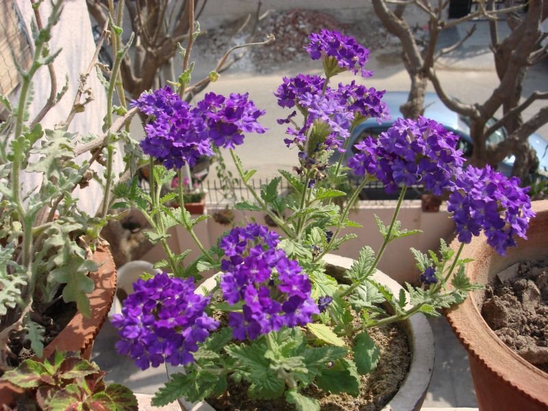 verbenapurple GARDENING FOR BEGINNERS