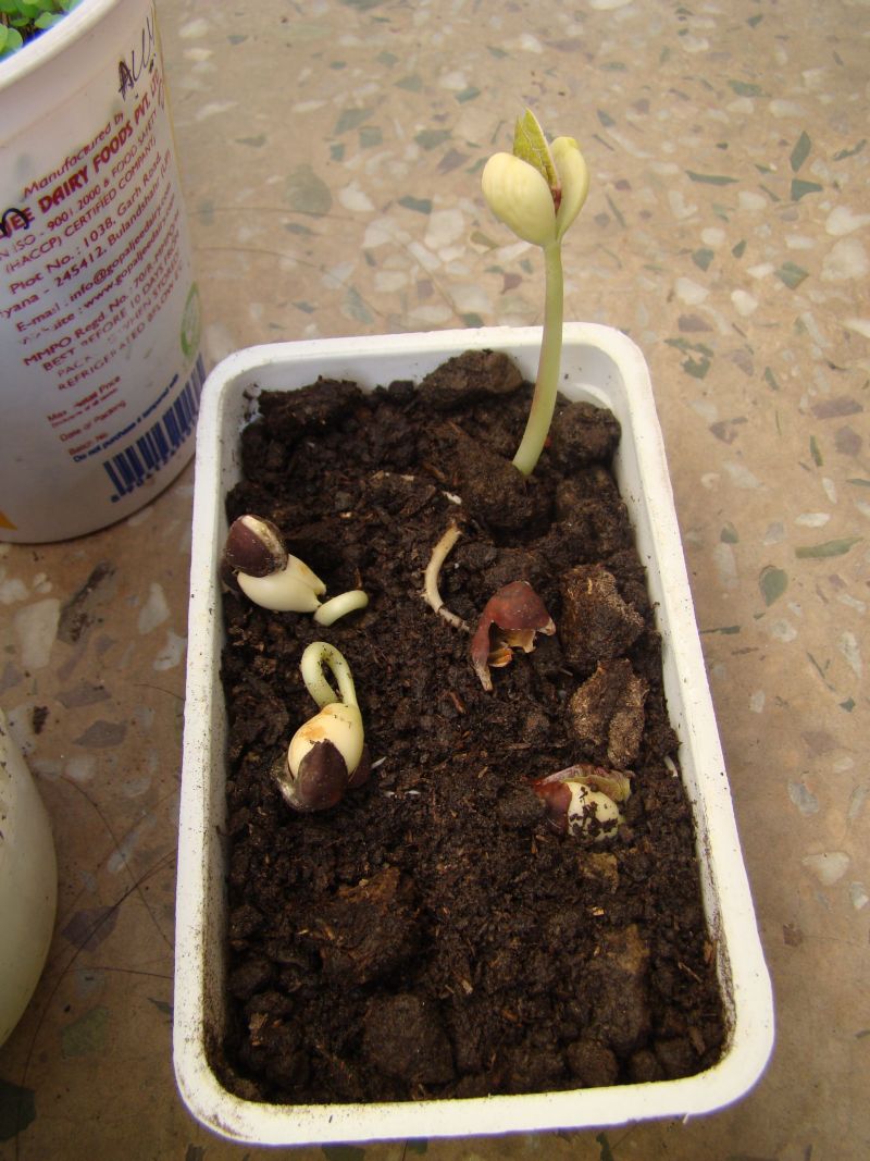 hyacinthbeangerminatebaggiemethodtransplant GARDENING FOR BEGINNERS