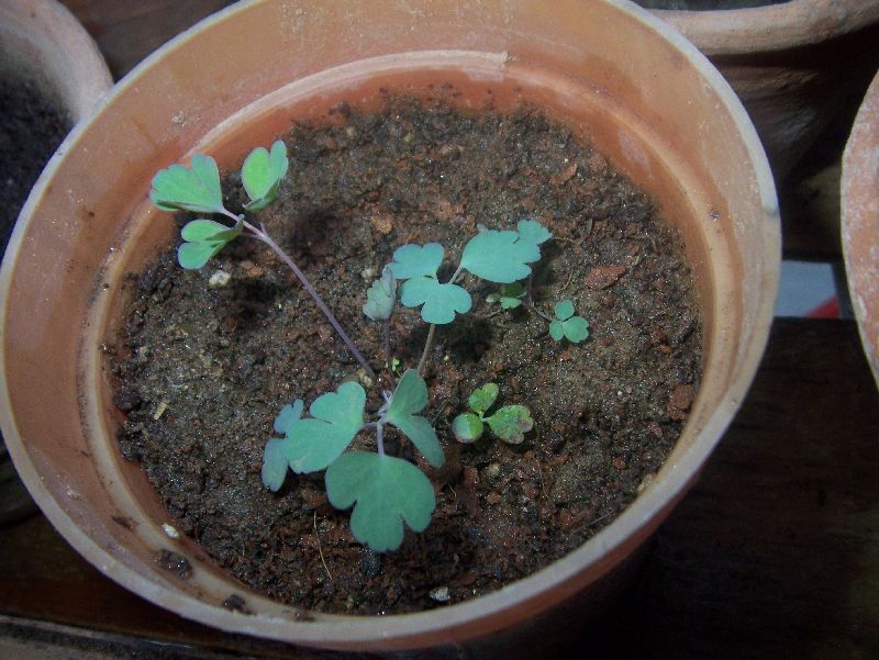 COLUMBINE SEEDLING GARDENING FOR BEGINNERS