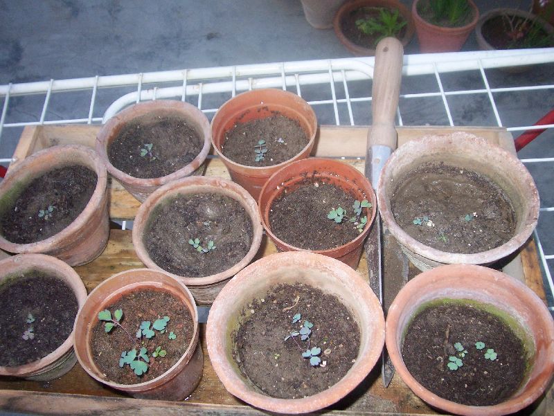 COLUMBINE SEEDLINGS GARDENING FOR BEGINNERS