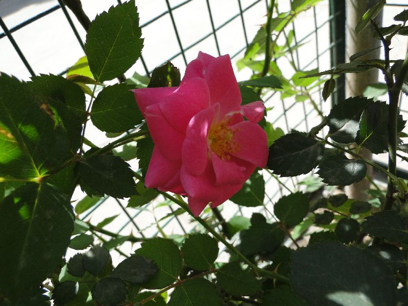 PINK ROSE GARDENING FOR BEGINNERS