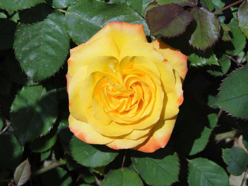 ROSE GARDENING FOR BEGINNERS