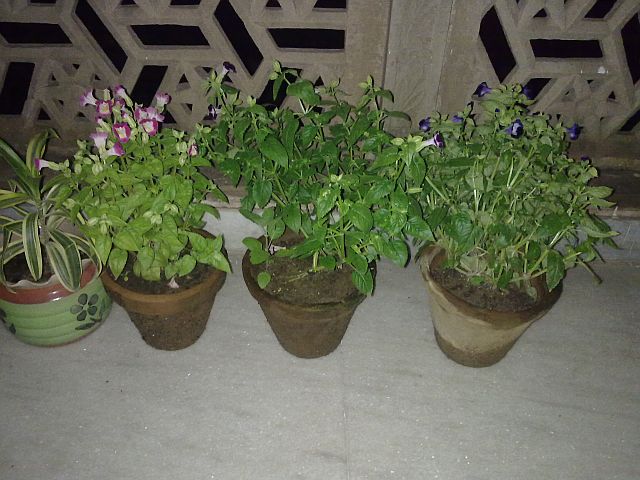 MORE SEEDS N TORENIAS