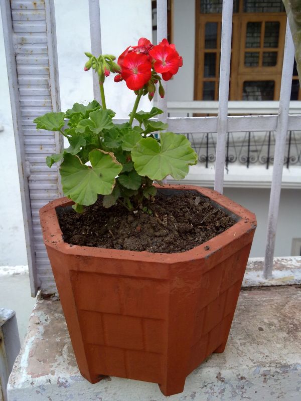 BUDSCAPE WINTER ANNUALS 15 GARDENING FOR BEGINNERS