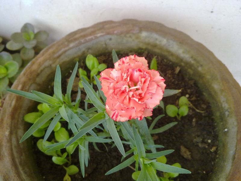 SEEDLINGS BUDSCAPE GERMINATION FLOWER MIX WINTER ANNUALS GREENHOUSE