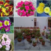 annual-flowers-on-terrace