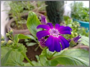 purple-cineraria