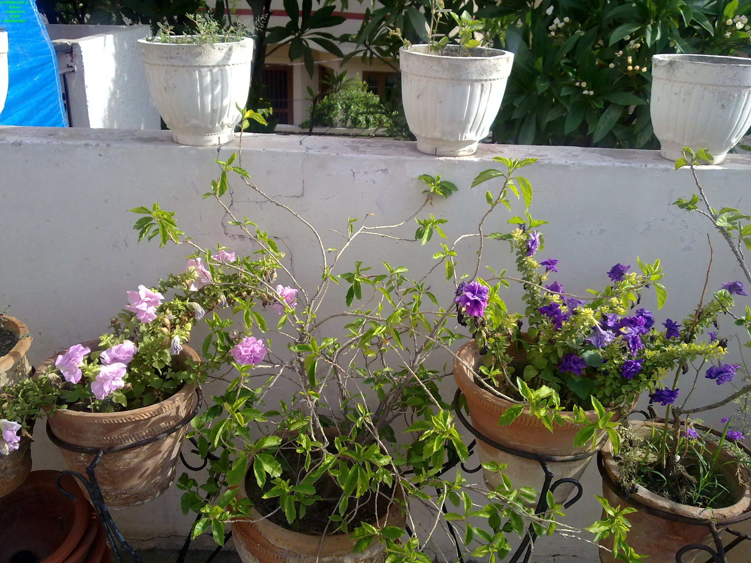 BUDSCAPE GARDEN BLOG SUMMER ANNUAL FLOWERS HYDRANGEA PETUNIA CARNATION