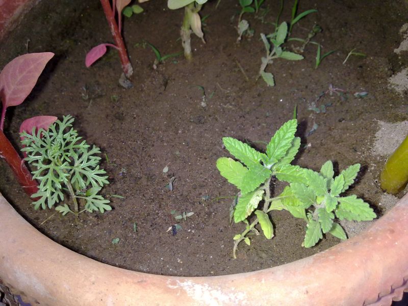 BUDSCAPE VERBENA SEEDLINGS SELF SEEDING GARDENING FOR BEGINNERS