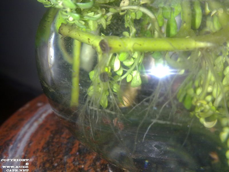 ROOTING SUCCULENTS IN WATER