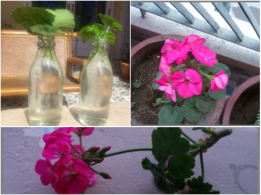 growing-geraniums-in-water-from-leaf-cuttings