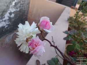 COLOR CHANGING ROSE - Gardening tips for beginners in INDIA