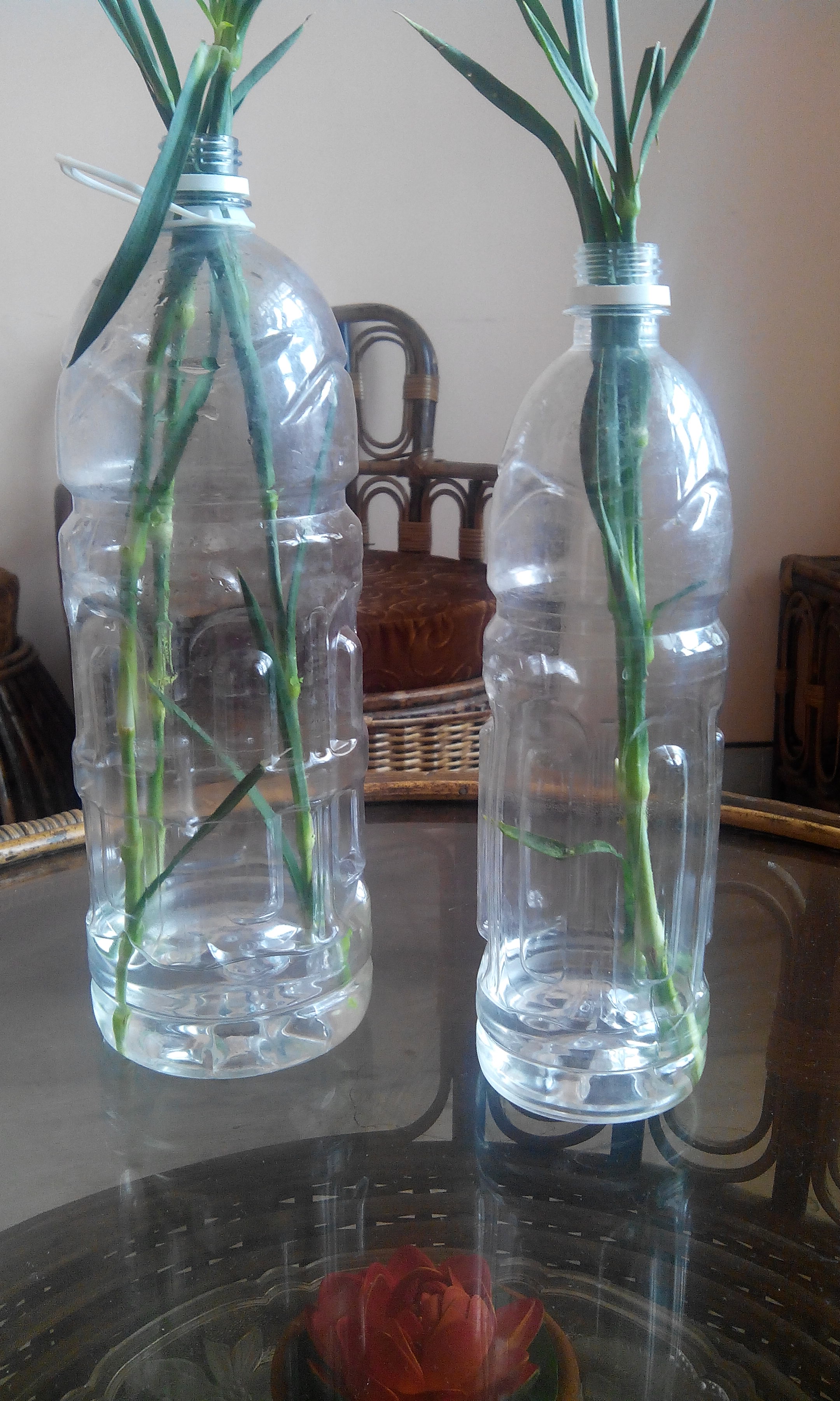 KEEPING CARNATION STEMS FRESH FOR CUTTING GROWING CARNATION FROM FLOWER