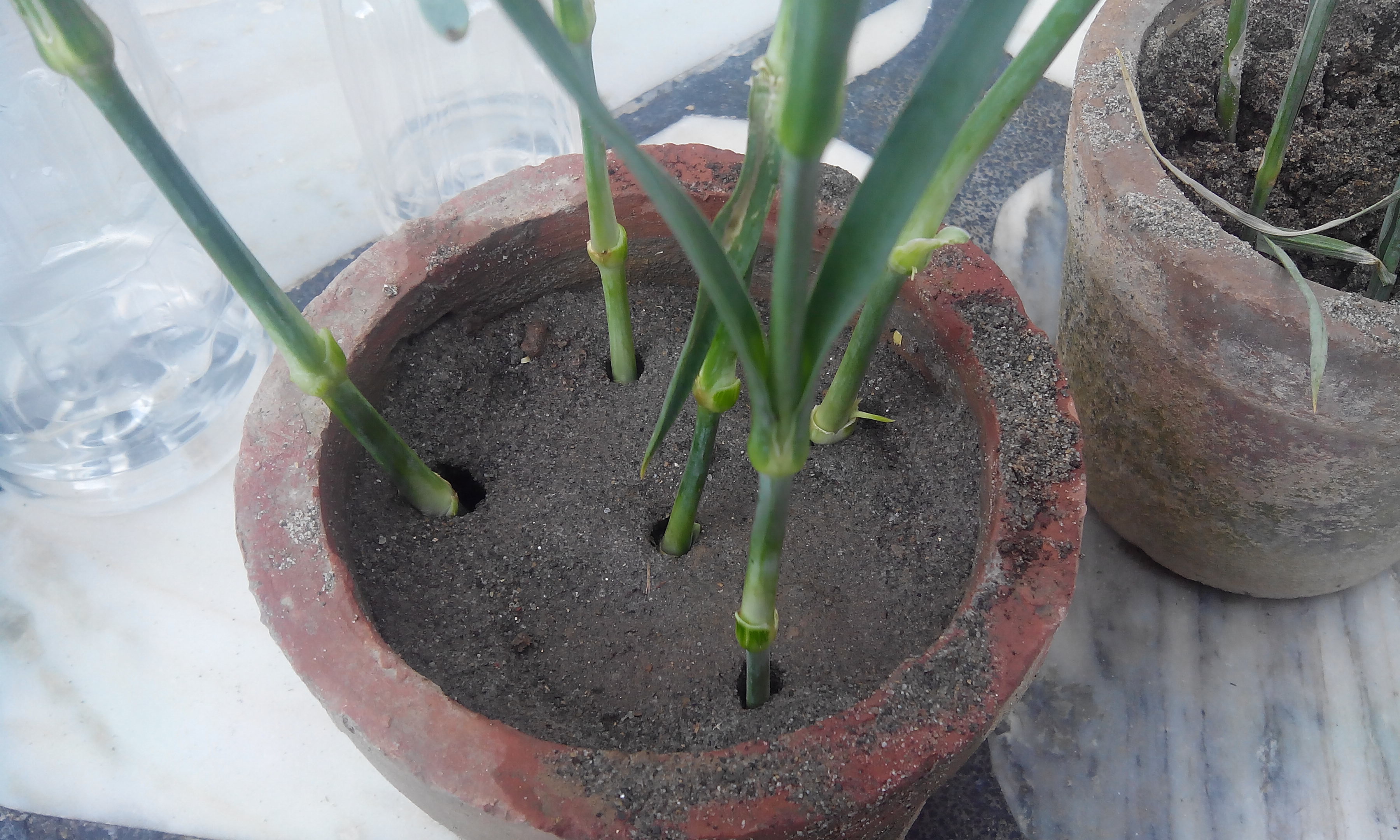 PLANTED STEMS GROWING CARNATION FROM FLOWER STEM CUTTINGS GARDENING