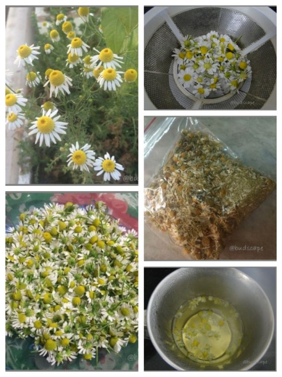 chamomileteabenefits GARDENING FOR BEGINNERS