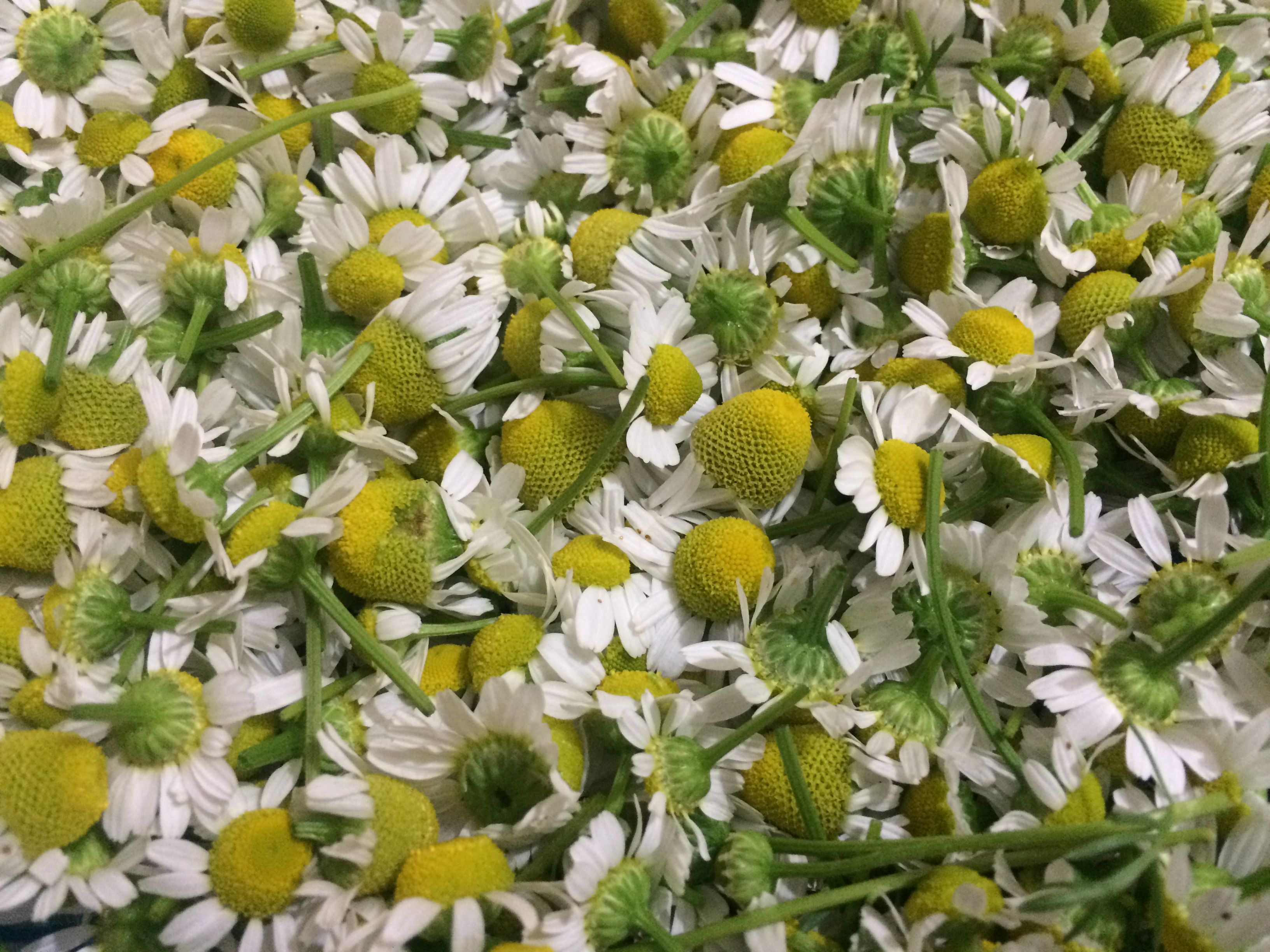 GROWING DRYING CHAMOMILE TEA GARDENING FOR BEGINNERS