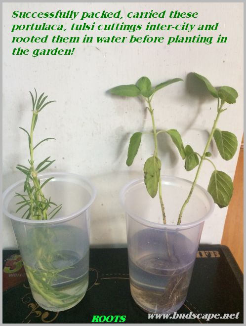HOW TO PACK & CARRY PLANT CUTTINGS