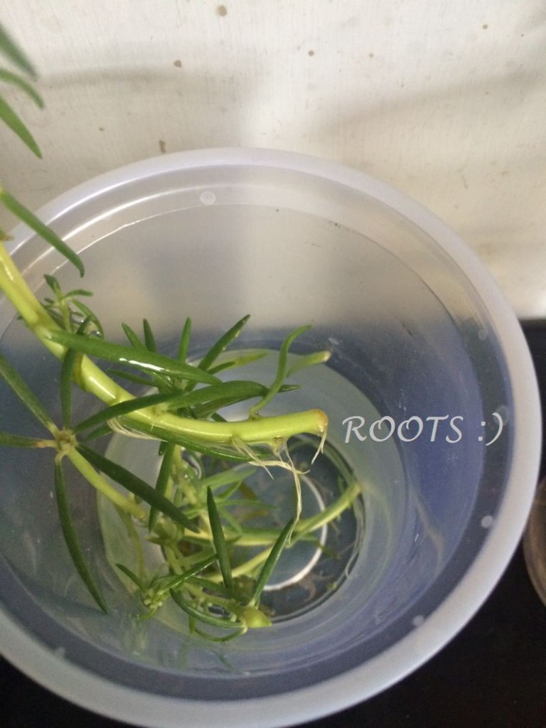 PORTULACA GROWING IN WATER GARDENING FOR BEGINNERS