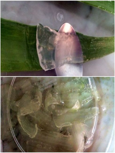 Aloe Vera Gel Natürlich – Feuchtigkeit & Beruhigung Für Trockene & Gereizte Haut