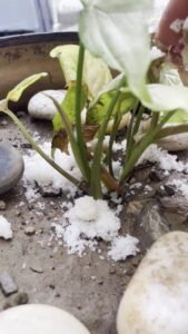 epsom-salt-for-plants