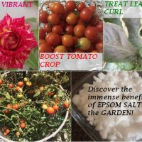7-benefits-using-epsom-salt-benefits-plants-natural-fertilizer