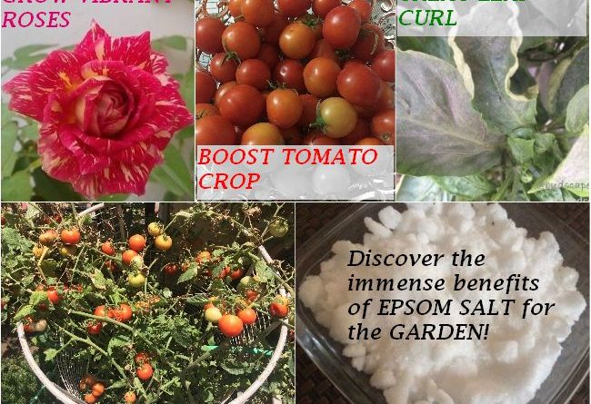 7-benefits-using-epsom-salt-benefits-plants-natural-fertilizer