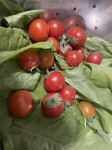 epsom-salt-increase-tomato-plants