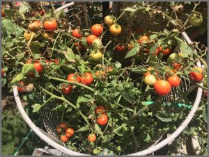 more healthy tomatoes grown with epsom salt