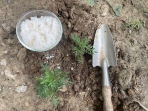 epsom-salt-plants-garden