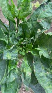 epsom-salt-uses-plants