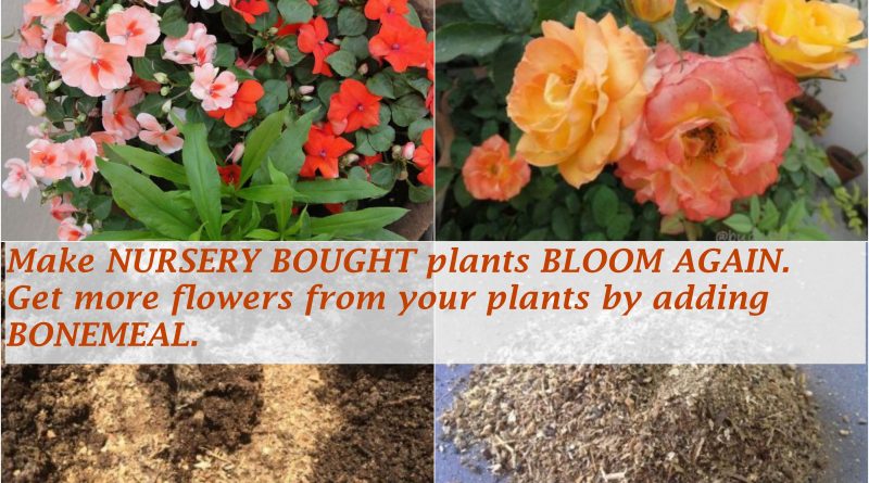 get more flowers bonemeal organic fertilzer