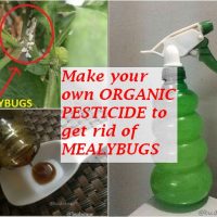 get rid of meaybugs with organic pesticide
