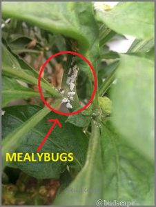 mealybugs on capsicum stems & leaves