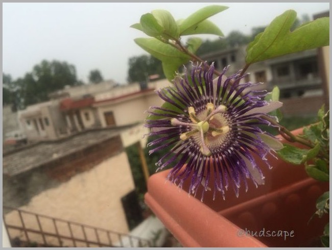 GARDEN-BLOG-INDIA-MONSOON-FLOWERS-PASSIO