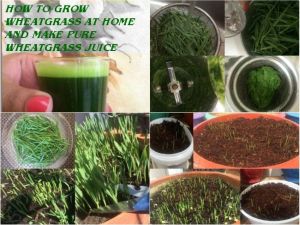 HOW TO GROW WHEATGRASS AT HOME &ndash; GARDENING FOR BEGINNERS