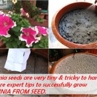 GROW PETUNIA FROM SEED - SOW PETUNIA SEEDS